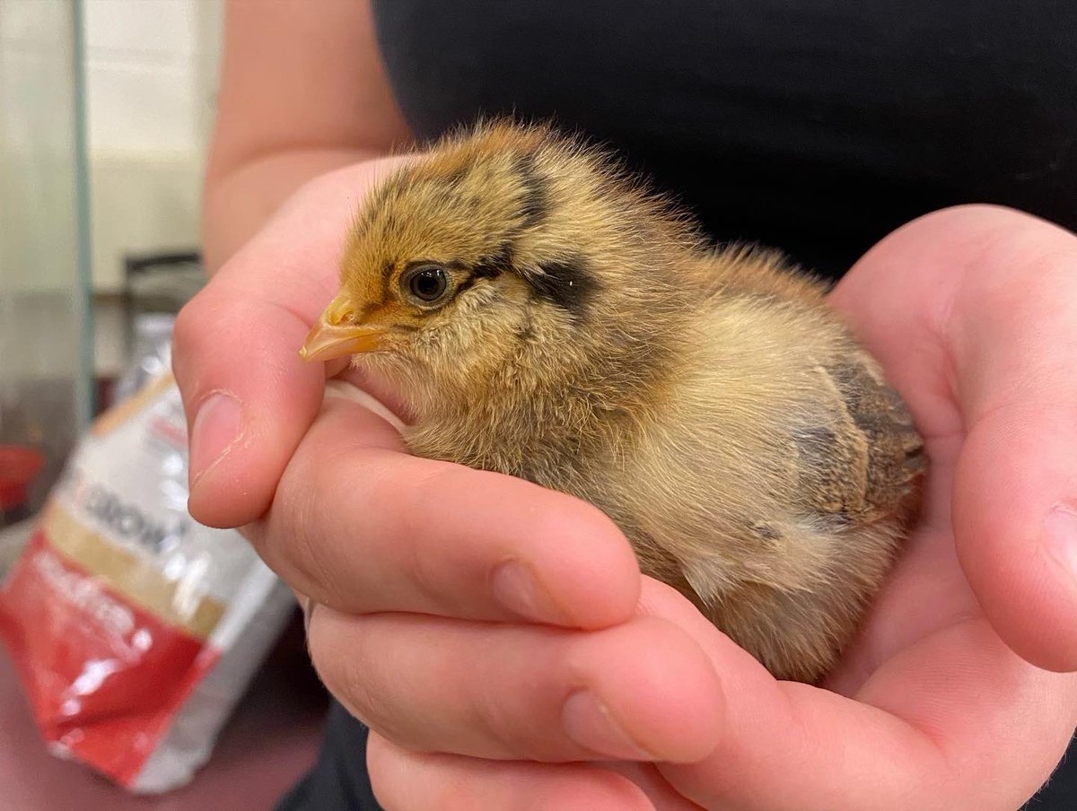 KrileyGabrielle's tweet photo. So proud of some of our students for persevering to hatch some chicks! These two young ladies definitely went into mother mode to get this project to be successful!😊🐣 #PSUAGED #BermudianSrpingsHighSchool https://t.co/j7H5zcKh8f