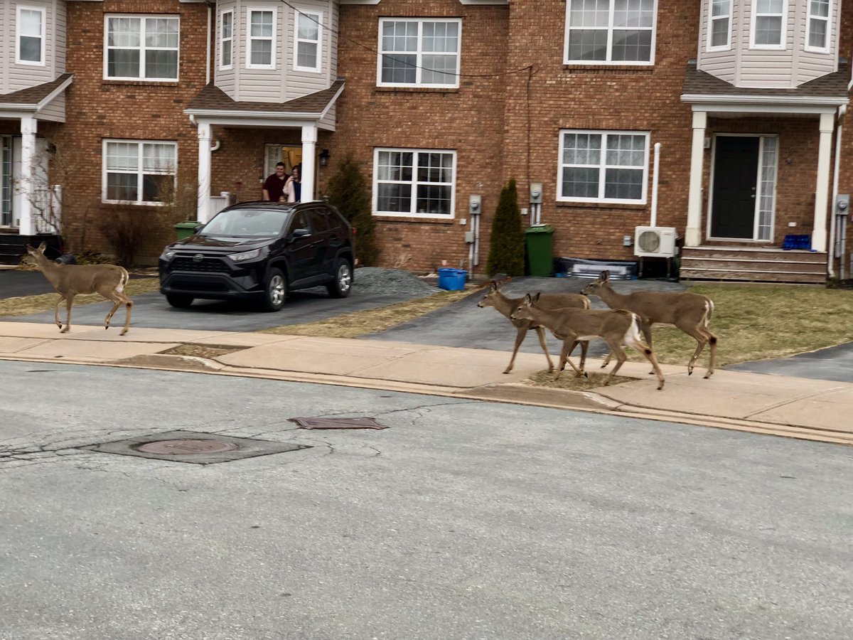 Laurab0310's tweet photo. @MurphTWN @NateTWN The deer were trying to race me to the mailbox & they won! 😄🦌📮📬
#halifax
#deerherd
#mail
#spring https://t.co/RJ8B1eutUl