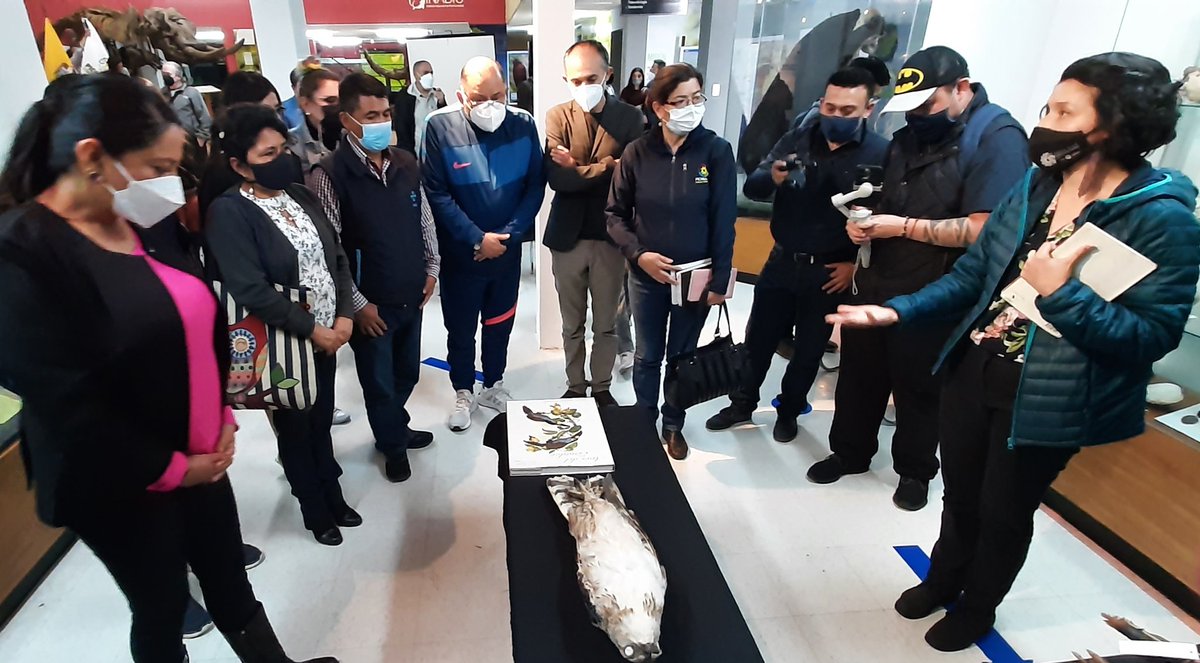 #GlendaPozo investigadora de <a href="/INABIO_EC/">INABIO.EC</a> muestra especímenes de diferentes aves de la colección científica, entre la cuales está el Tucán del Chocó, ave emblemática de la Provincia de Pichincha.