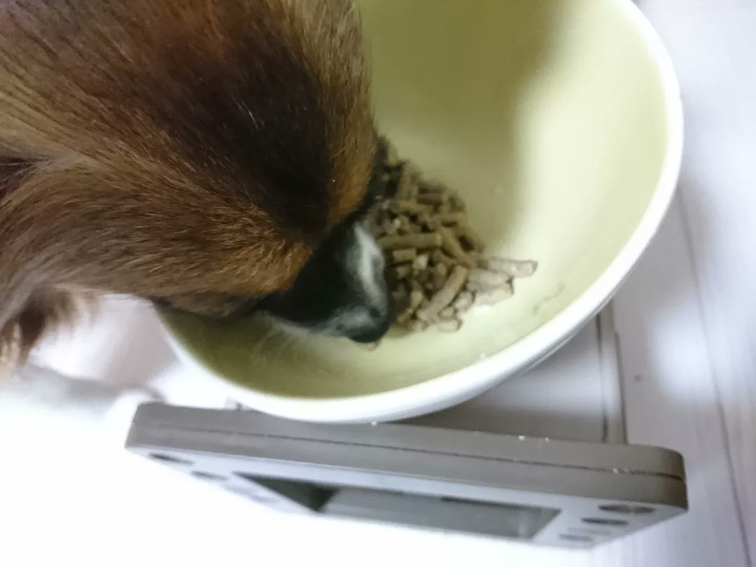 yosi95ms's tweet photo. きょうのワンコ朝ごはん。今朝も完食‼️しました👌
毎食、残さず完食が戻って来ました👍

#パピヨン
#ビルジャック
#Biljac https://t.co/XIlTzyHtKo