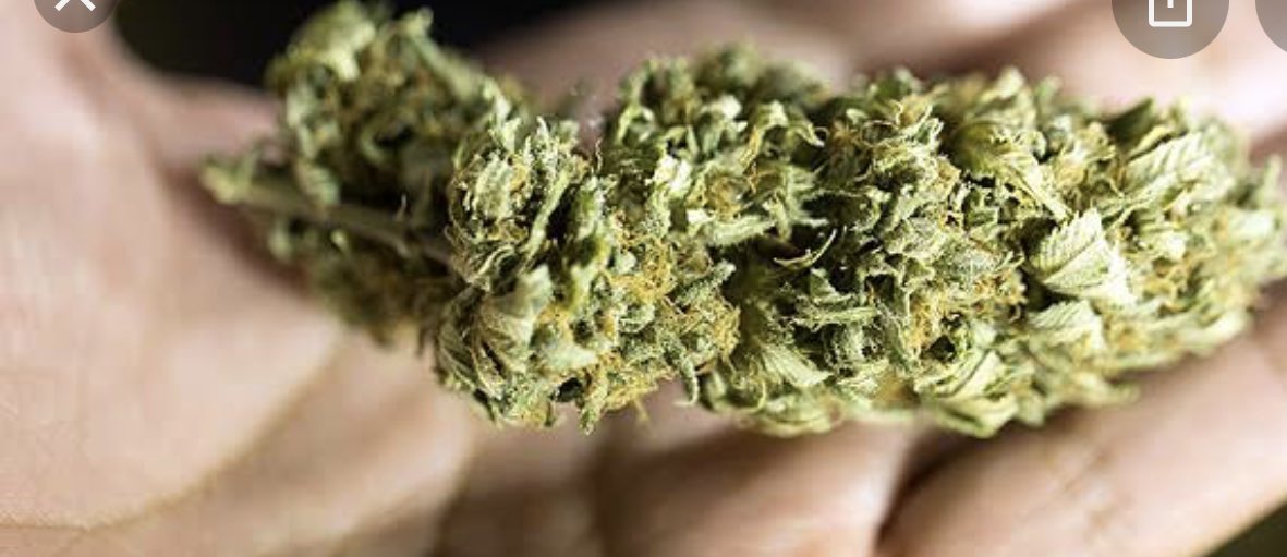 carolr777's tweet photo. @laryssah2114 @Eveelynsoares55 Flor é a maconha de verdade… sem ser essas de favela, cheia de amônia e misturas rsrs https://t.co/EpaBGPlL9u