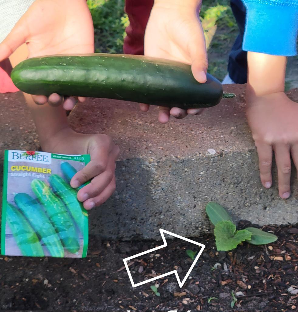 PackerRTGG (@packerrtgg) on Twitter photo Cucumbers are sprouting in the <a href="/rennellredhawks/">Rennell Elementary</a> garden! Students compared them with squash and melon sprouts also popping up!@readygrowgarden <a href="/meredithakers/">Dr. Meredith Akers</a> <a href="/PowerUpCafe/">Cy-Fair Nutrition</a> Cucumbers are sprouting in the <a href="/rennellredhawks/">Rennell Elementary</a> garden! Students compared them with squash and melon sprouts also popping up!@readygrowgarden <a href="/meredithakers/">Dr. Meredith Akers</a> <a href="/PowerUpCafe/">Cy-Fair Nutrition</a>