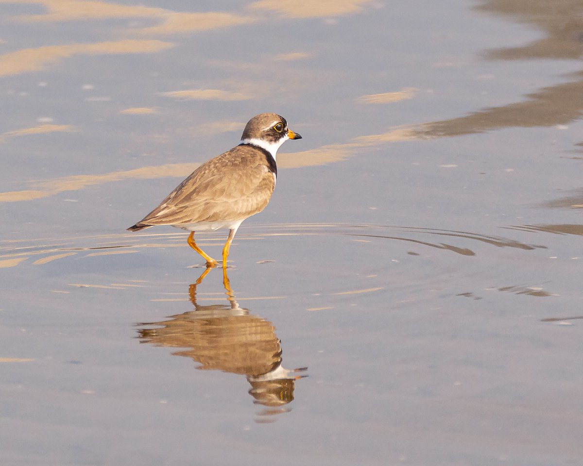 MFFotos's tweet image. Last 2 for #MarchReflectionChallenge —from the archives—semi-palmated plover &amp;amp; greater yellowlegs #birdphotography #twitterNatureCommunity #CTNatureFans
