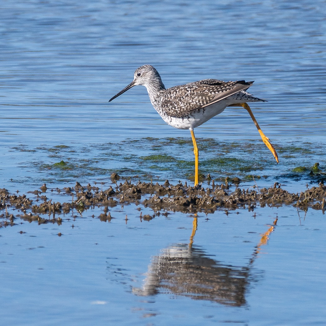 MFFotos's tweet image. Last 2 for #MarchReflectionChallenge —from the archives—semi-palmated plover &amp;amp; greater yellowlegs #birdphotography #twitterNatureCommunity #CTNatureFans