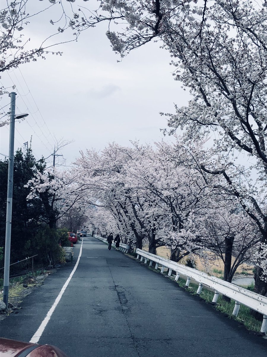 Not in full bloom.Kamogawa River east bank,KYOTO https://t.co/p8O6jyEtUH