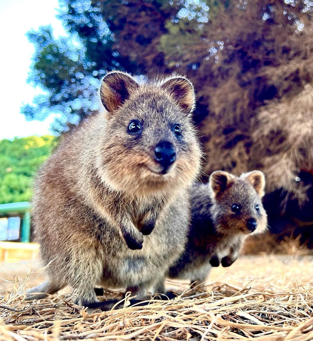 QuokkaQommunity's tweet photo. @WarpBond @CartridgePunkz @mulletbabyclub @Crypto__Goonz @OldApeCC @slotheezNFT I'm @indigofficial_ an 11yo founder of @QuokkaQommunity.

Please help me to spread the love to get more RETWEETS &amp; LIKES for this tweet. 

I'm on the mission to educate people about the plight of Quokkas and championing kids to get involved in NFTs 🌿💚 https://t.co/kPbFUzEU4K