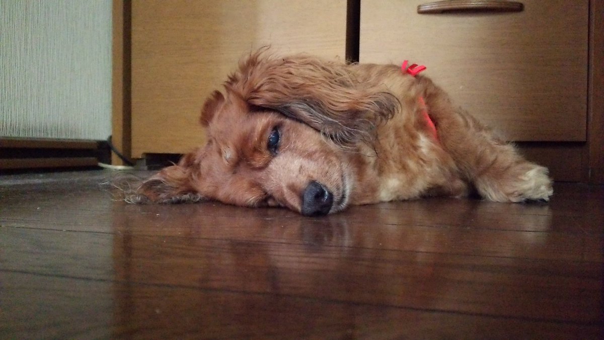 KomoWon's tweet photo. 新年度が金曜日❢
眠いよぉಥ_ಥ https://t.co/NiM4hVjZzG