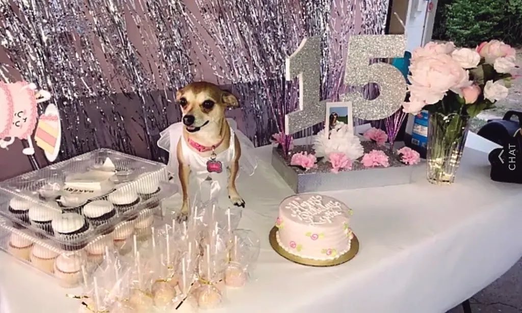 FILL18655418's tweet photo. メキシコにはquinceanera という女子の１５歳の誕生日をそれはもう豪勢に祝う文化があるんだけど、そのquinceaneraをペットでも祝ってる人多くて和む。犬の１５歳は長寿って事で人間の女の子が大人の仲間入り…とは違う意味合いになりそうだけど可愛い💕 https://t.co/RXzlEd0EKH