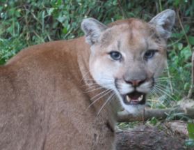 _BCCOS's tweet photo. 🚨 The #BCCOS is warning the public to take precautions after a string of pet attacks by cougars southwest of #Victoria  

All of the incidents took place during the daytime, in the backyards of rural residences. 

https://t.co/iWtK1Rkbrh 
#EastSooke #Metchosin @wildsafebc https://t.co/V14KApUZO1