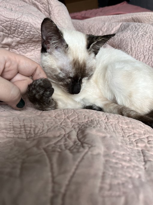 My engagement has been garbage lately so do me a favor and like this picture of The Baby&trade;️ if you see<a href="/tag/mvsales"class="tags"><span>#mvsales</span></a>