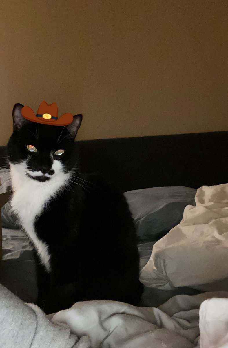 Catatouille1's tweet photo. meowdy https://t.co/ZfAvhsDe2p