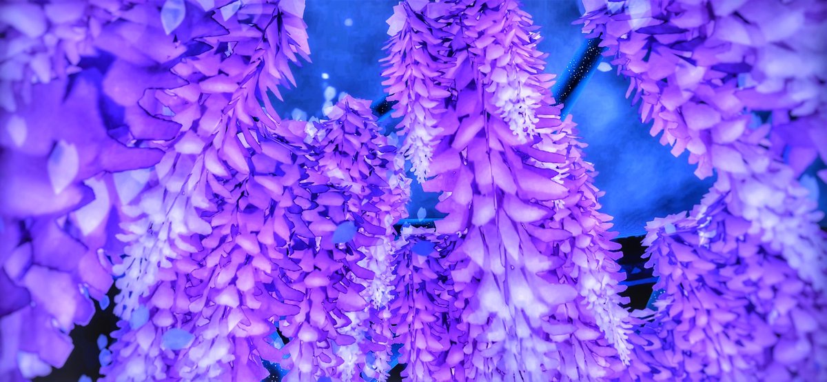 Ashley_skyphoto's tweet image. Wisteria Flowers 𓈒𓂂𓂃◌𓈒𓐍

#sky星を紡ぐ子どもたち 
#sky写真部 
#星の加工師と繋がりたい