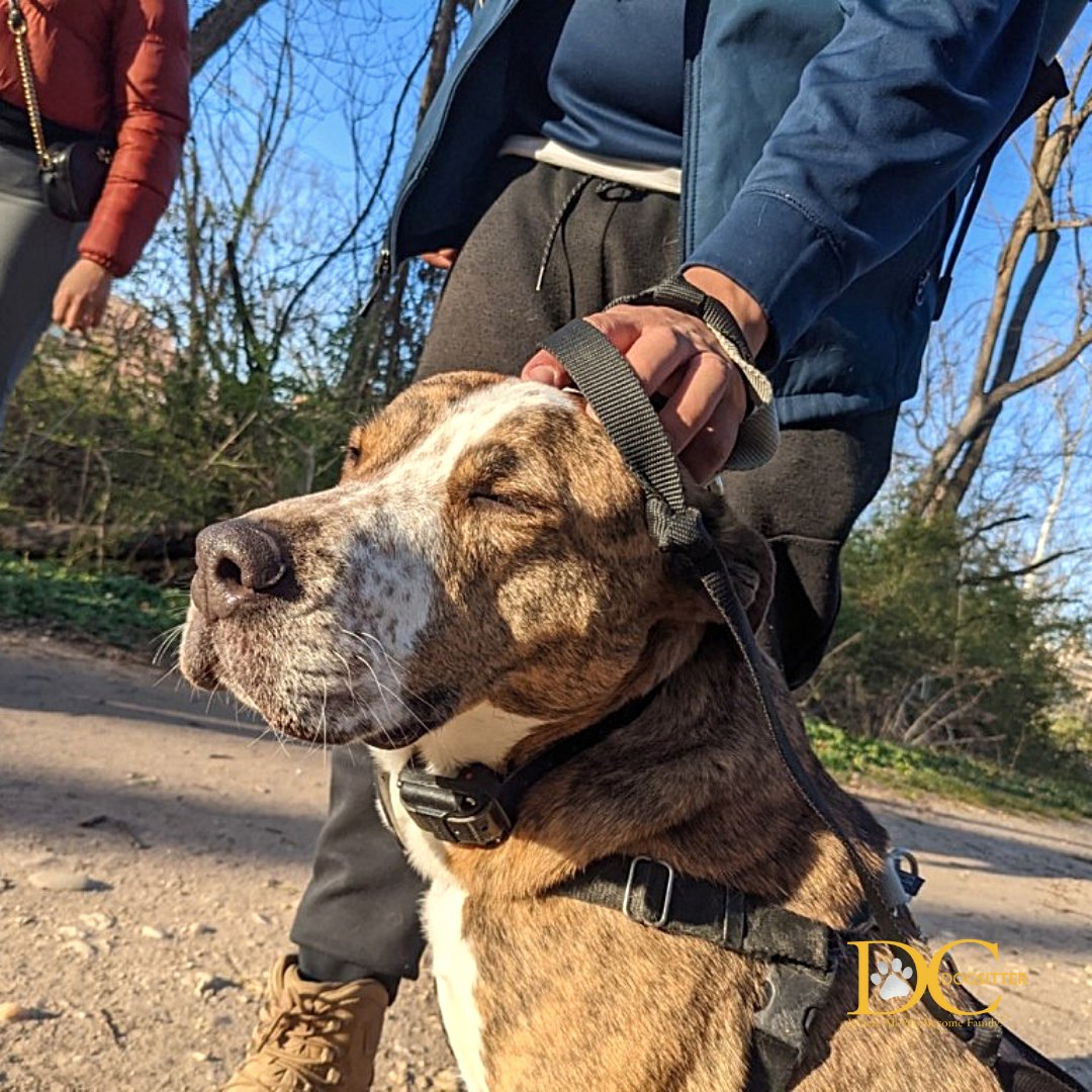 DC Dog Sitter tweet media