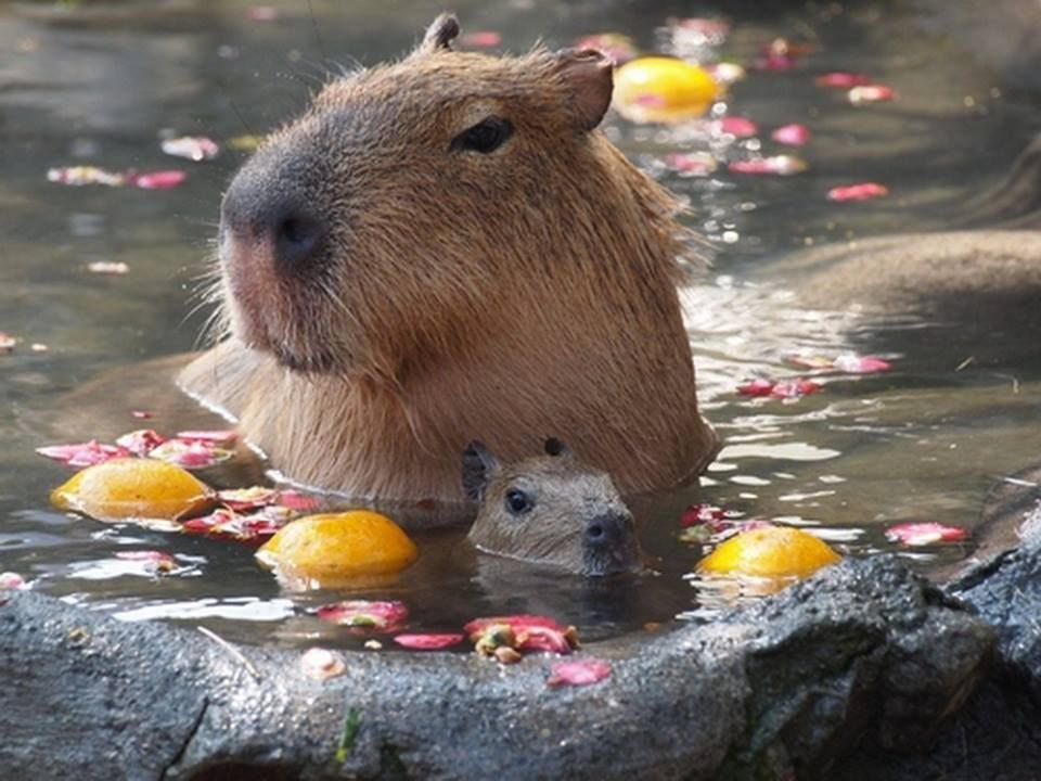 RT @CAPYBARA_MAN: do not talk to me or my son ever again https://t.co/ZFntinwuDK