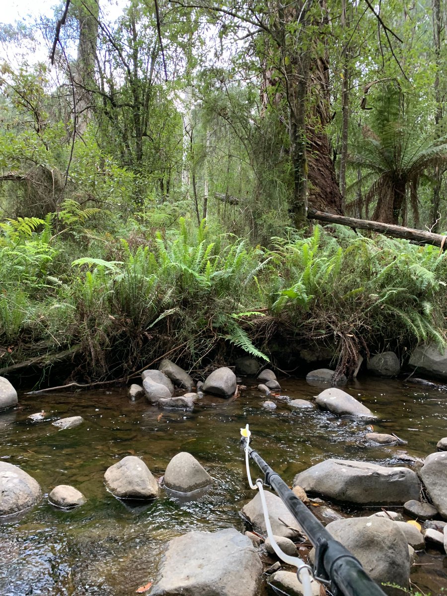 enviro_DNA's tweet photo. Not a bad view for enjoying a morning coffee (and water sampling) for our Field Scientist Taylor today. Just one of the joys of #eDNAsampling πΏπ± https://t.co/hWXvFQusA0