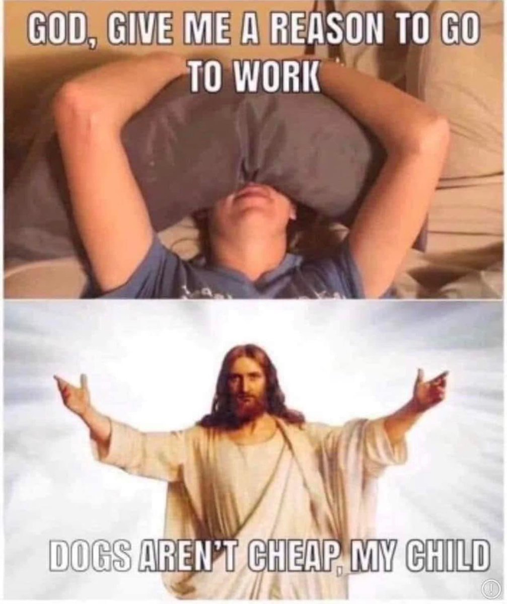 Loki The Dalmatian tweet media