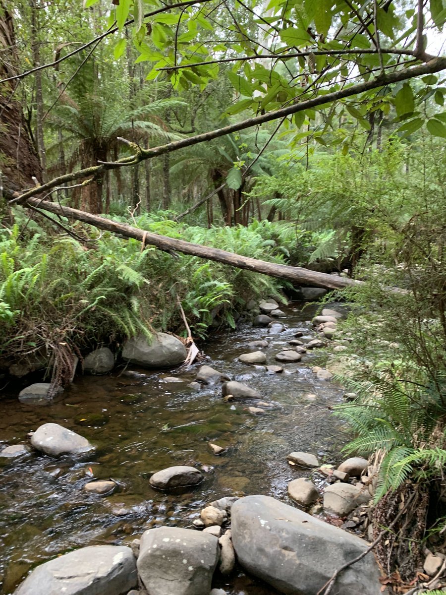 enviro_DNA's tweet photo. Not a bad view for enjoying a morning coffee (and water sampling) for our Field Scientist Taylor today. Just one of the joys of #eDNAsampling πΏπ± https://t.co/hWXvFQusA0
