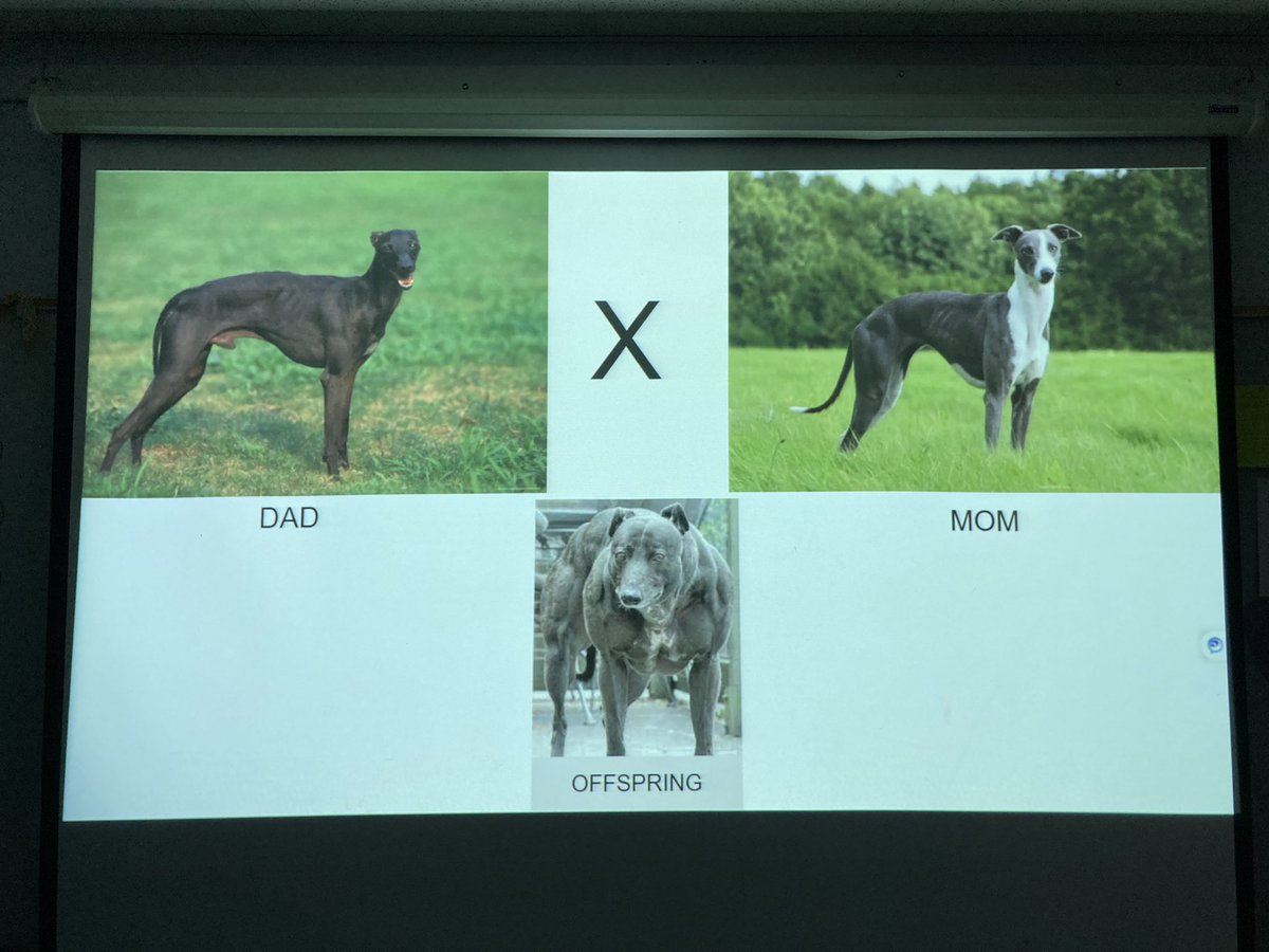 TanyaHofler's tweet image. Phenomenon-check, noticings/wonderings-yup, What we know list-yes, need to know list-got it! Combining #NGSS and #AmbitiousScienceTeaching. Love it!! @NGSSMadeMeDoIt @jhoyt689 @MartinCasas_