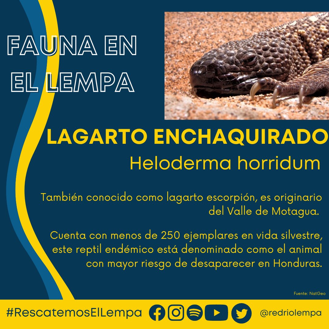 Parte dos de 'Conociendo las especies del Lempa' donde aprenderemos acerca de algunas de las especies tanto de flora como de fauna que viven en los ecosistemas que son parte del Río Lempa.

#RescatemosElLempa #DíaDelLempa #Trinacional #Ecosistemas #Naturaleza