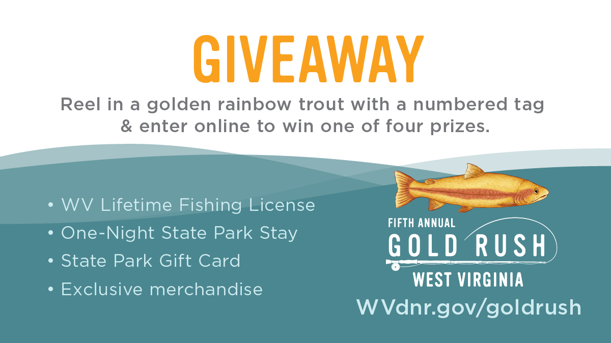 WVDNR on X: Catch a golden rainbow trout with a numbered tag? You're in  luck! 100 trout have specially marked, numbered tags. If you reel one in,  enter to win at  #