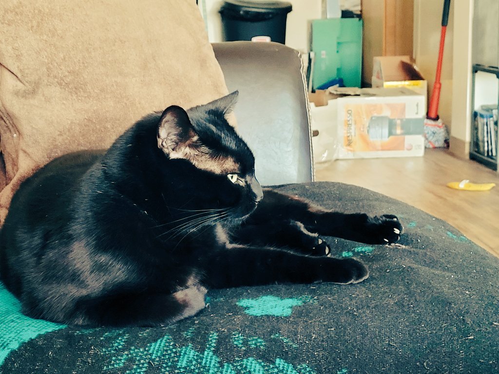 papaxanxus's tweet photo. @GabSmolders  my baby Ash loves your playthrough of #GhostwireTokyo https://t.co/zTEX3ihXEs