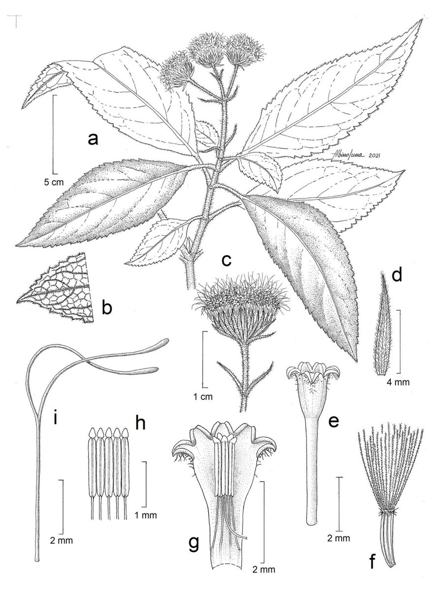 PlantaMexicana's tweet photo. ¡A sus 95 años de edad, el profesor Jerzy #Rzedowski nos brinda otra especie nueva de asterácea para México! 🙌
#Eupatoriastrum pubiflorum Rzed., sp. nov. (#Asteraceae). Ilustración científica por Albino Luna.
#especienueva
#newspecies
https://t.co/viJeaS9bHX https://t.co/qhaHYsaZy0