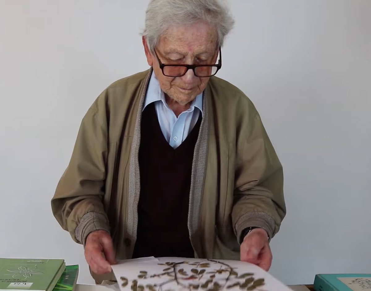 PlantaMexicana's tweet photo. ¡A sus 95 años de edad, el profesor Jerzy #Rzedowski nos brinda otra especie nueva de asterácea para México! 🙌
#Eupatoriastrum pubiflorum Rzed., sp. nov. (#Asteraceae). Ilustración científica por Albino Luna.
#especienueva
#newspecies
https://t.co/viJeaS9bHX https://t.co/qhaHYsaZy0