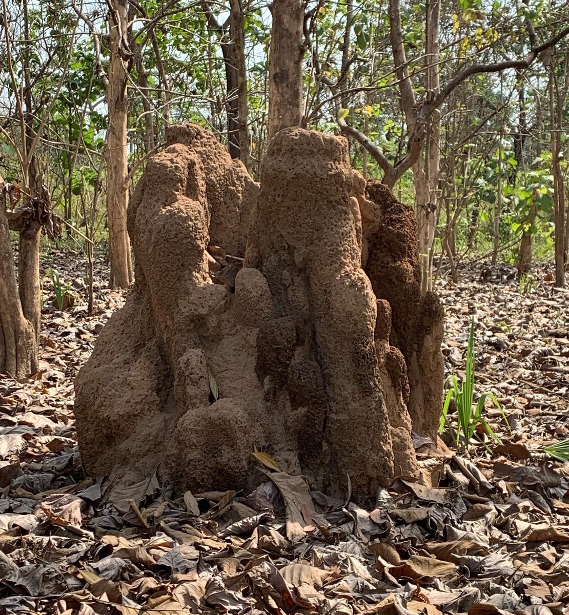 ErinLCole's tweet photo. Fungus-farming termites mounds in all shapes and sizes 😍 #fungusfarmingtermites #termites #socialinsects #ERC_research #KUscience #fieldwork https://t.co/COYIacraYY