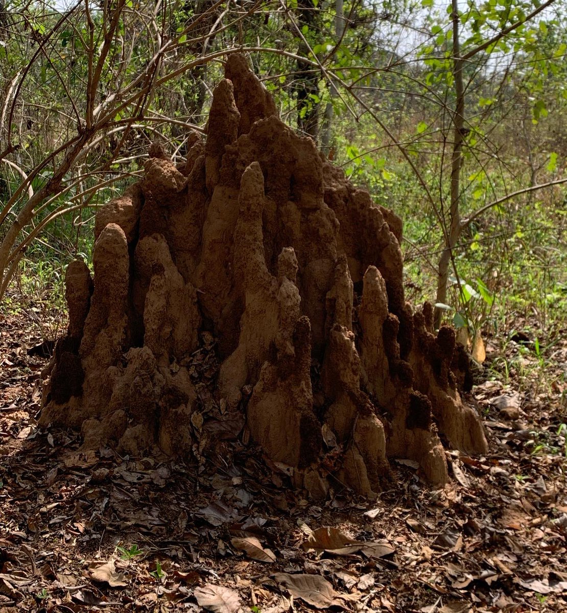 ErinLCole's tweet photo. Fungus-farming termites mounds in all shapes and sizes 😍 #fungusfarmingtermites #termites #socialinsects #ERC_research #KUscience #fieldwork https://t.co/COYIacraYY