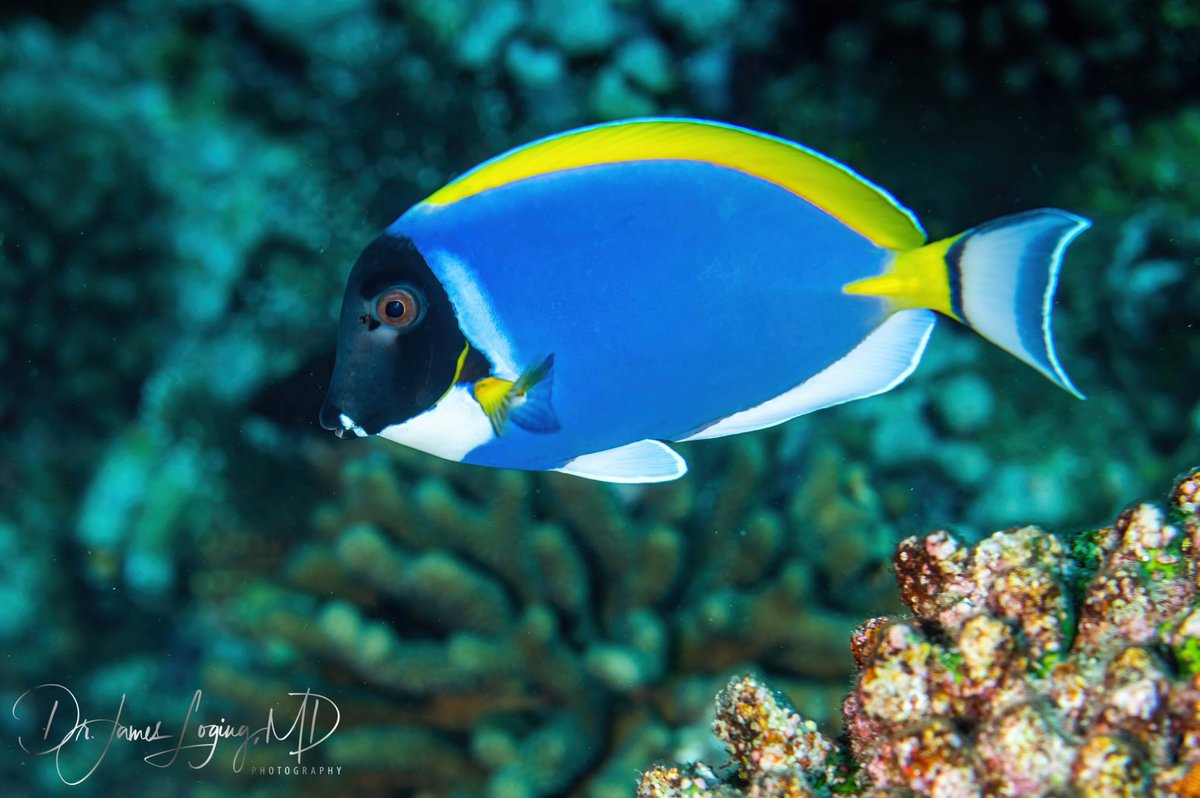 DrLoging's tweet image. When life gets tough, just keep swimming!

#photography #photographer #PhotoOfTheDay #underwaterphotography #scuba #scubadiving #powderedbluetang #ocean #findthebeauty #earth #inspireothers