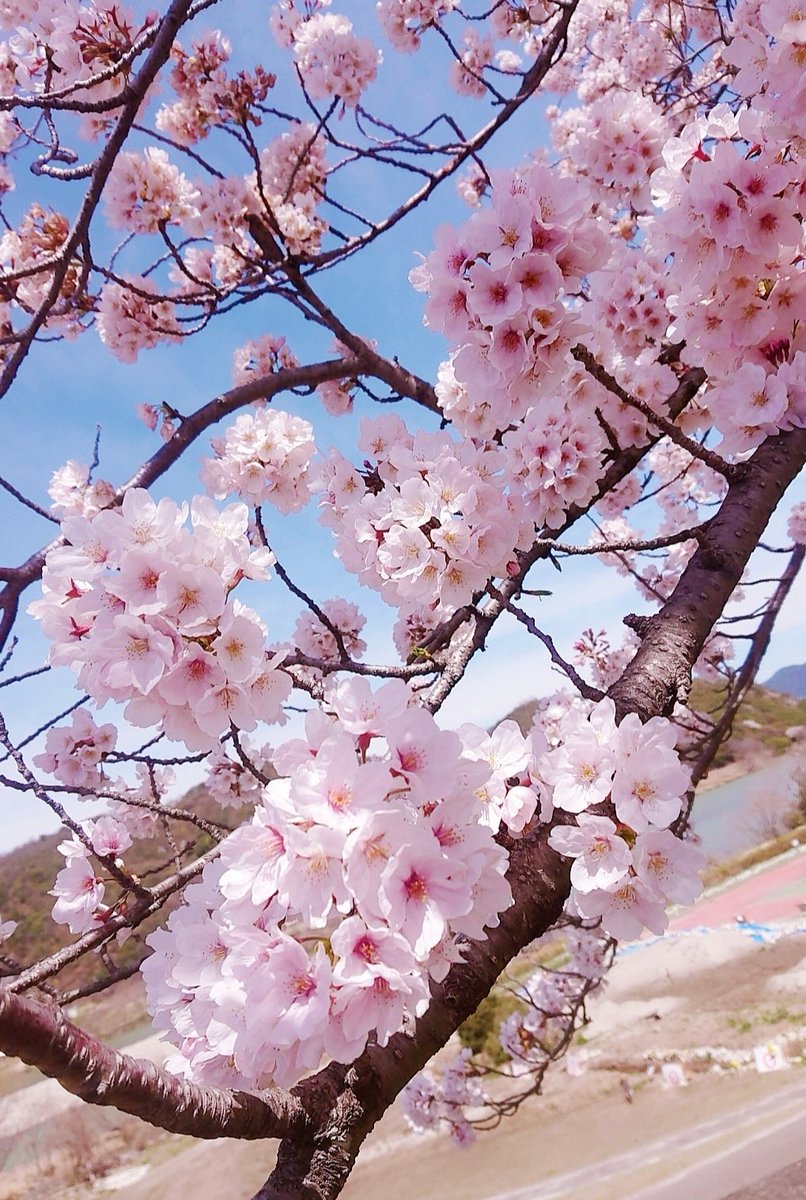 catdoll007's tweet photo. 🌸ムコタ #PiCoLoR
BeyondTheColor
#ピカラスピード＋ #ラベンダー
#LAVENDER #染毛剤 #オウチケア
まさかの泡カラー🧼
👉️https://t.co/d39BvdzJYE

🌸 #DevilsTrick #デビルズトリック 😈
#ムーンヴァイオレット シャルドネの香り
#イオンカラー #石澤研究所 #映え発色
👉️https://t.co/Rnxvb4AKMI https://t.co/2fBT0WCKp7