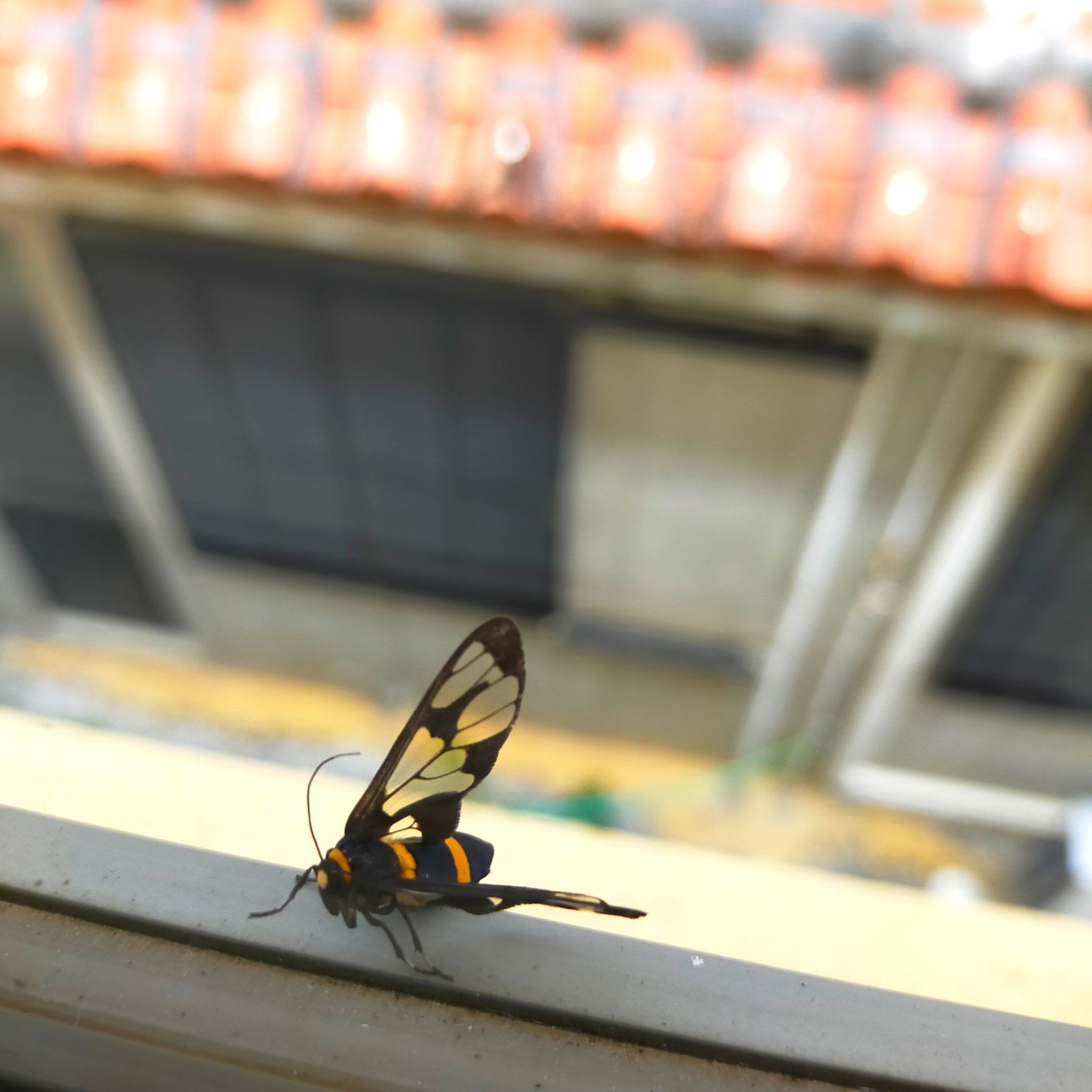 ジョブバンク 株式会社jobbank 4月でーす 春風が強いから飛び立つタイミングを見ているのか 窓のところで蜂が一休みしていました 黒と黄色のコントラストと 羽根の模様が美しい 沖縄の虫 蜂 かっこいい虫 春風 T Co Ms5lva9zjw Twitter ジョブバンク 株式会社jobbank 4月でーす 春風が強いから飛び立つタイミングを見ているのか 窓のところで蜂が一休みしていました 黒と黄色のコントラストと 羽根の模様が美しい 沖縄の虫 蜂 かっこいい虫 春風 T Co Ms5lva9zjw Twitter