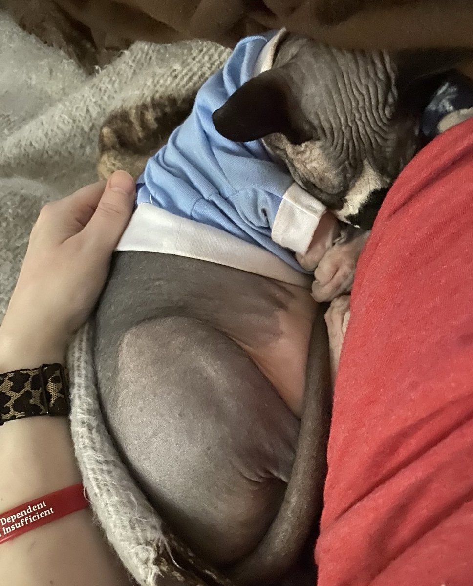 kellybug's tweet photo. SirHarry knows just where to lay on these painful days. #mynurse #heattherapy #sphynxlove #youthinkyouhavetime #cats #catsoftwitter https://t.co/3NvyK3BN4k
