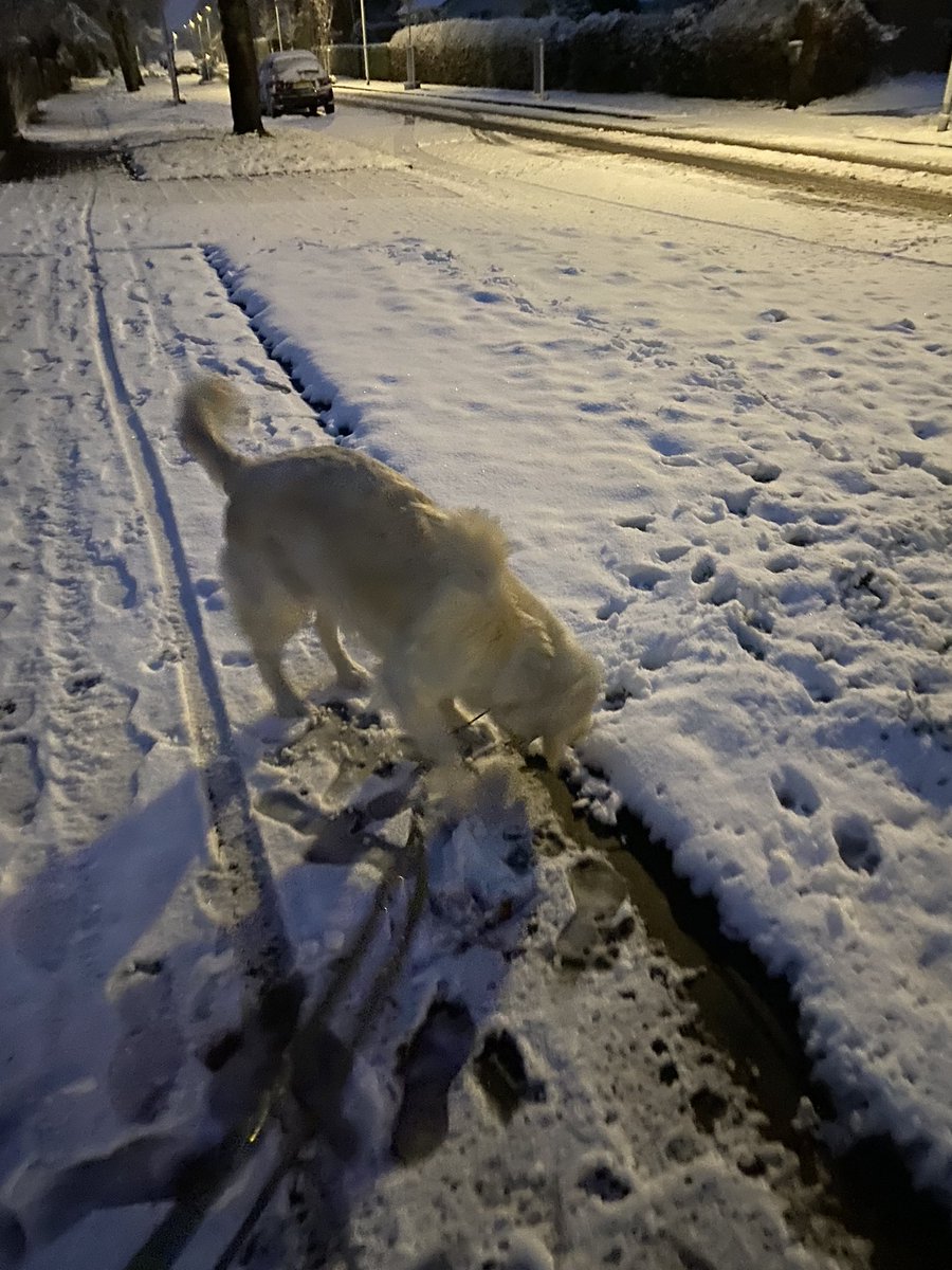 Joepie!!!! Gele sneeuw maken!!!  Om half7   #goedemorgen #sneeuw #goldenretriever #snow