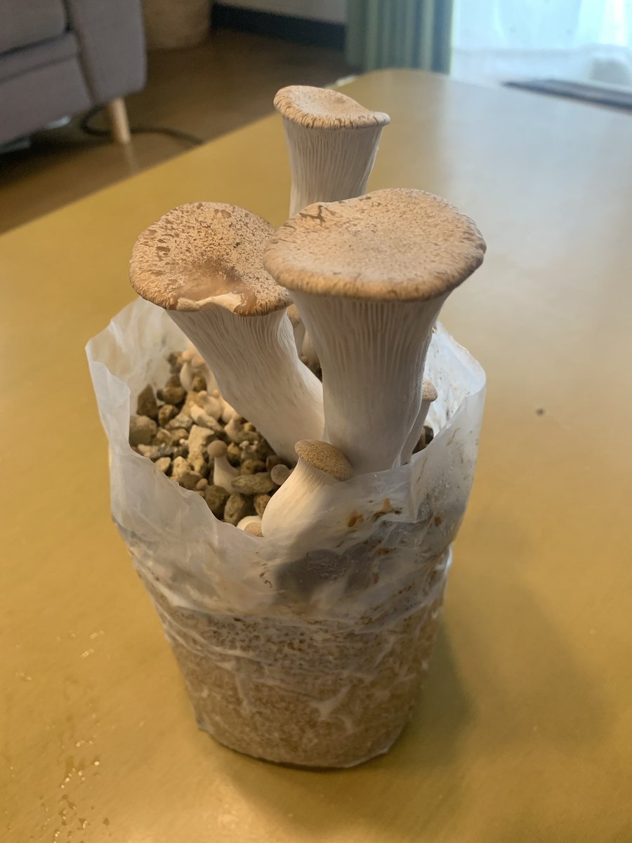 エリンギ栽培キット