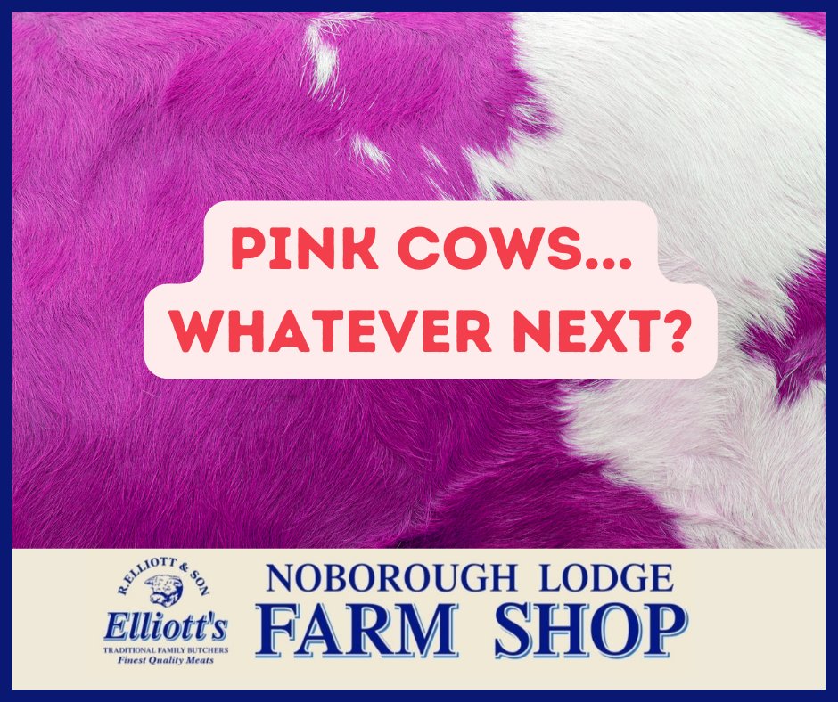 NoboroughLodge's tweet photo. Here's what happened when some of our cows starting eating beetroot...

#NoboroughLodge #FarmShop #Northamptonshire 
#April1st #AprilFoolsDay #PinkCows #LoveCows https://t.co/oKaszo63w2