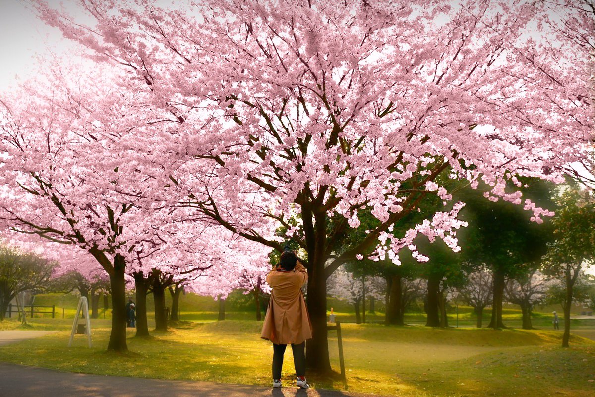 TAKAI40621697's tweet photo. 今年の花粉ひどすぎる…
#写真好きな人と繋がりたい 
#photography 
#さくら 
#桜 https://t.co/QhrM0KSALO