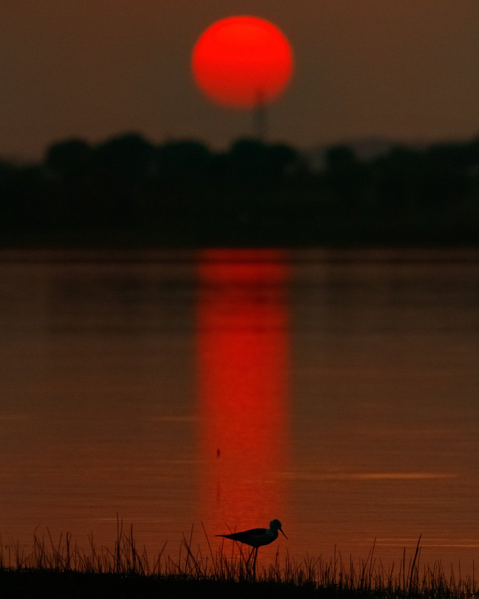 Shivaswildphoto's tweet photo. Sun glitter & The black-winged stilt.
© Shivasai Thammala
📍 Telangana
#capturedoncanon #canonindia #sigmaphotoindia #sigmapicks #seizeyourlens #natgeoindia #birdphotography #sunset #birding #wildlifephotography #wildlife @Sigma_India @NatGeo @WildTelangana @NatGeoMag https://t.co/ZYLGgySXya