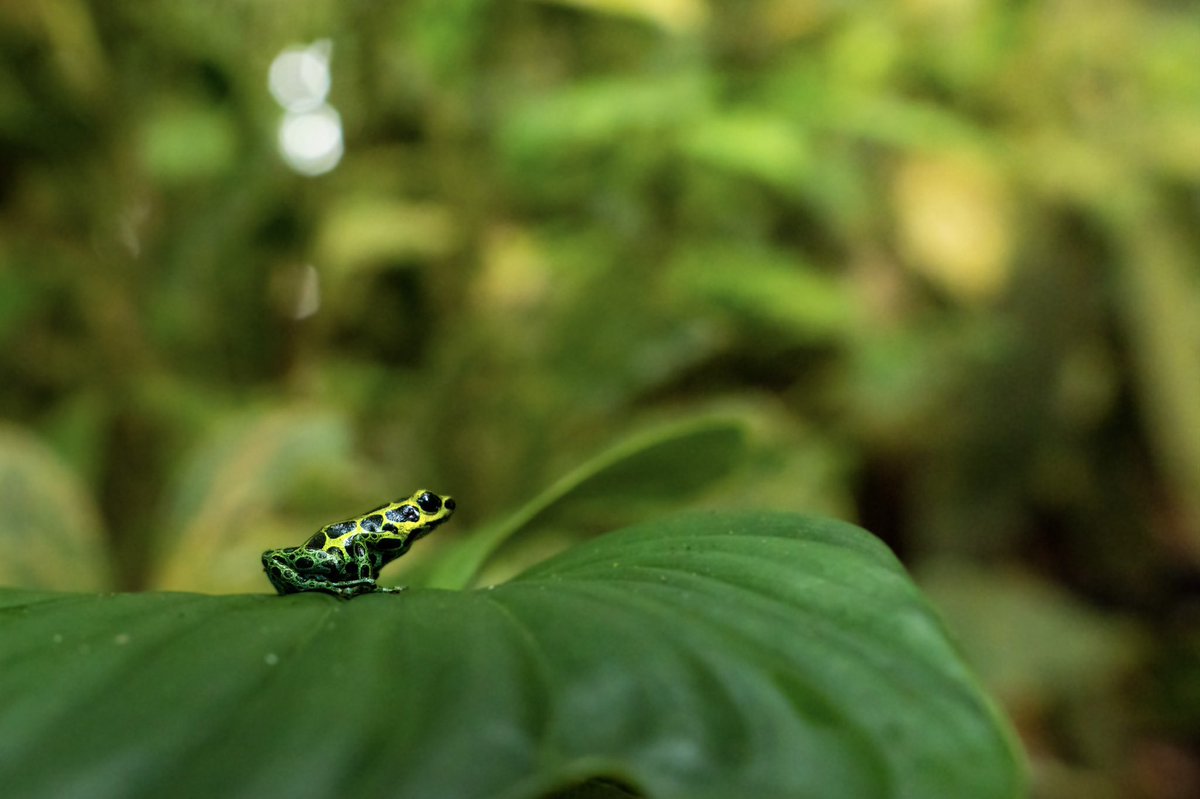 CarlosGoNFT's tweet photo. @muhammadljunaid This is some of me work in the Peruvian Amazon photographing the wildlife there! https://t.co/fdNFmQScXo