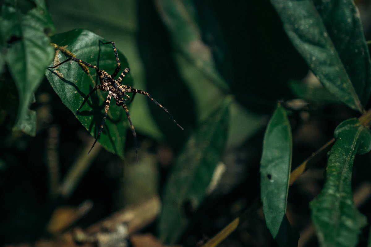 CarlosGoNFT's tweet photo. @muhammadljunaid This is some of me work in the Peruvian Amazon photographing the wildlife there! https://t.co/fdNFmQScXo