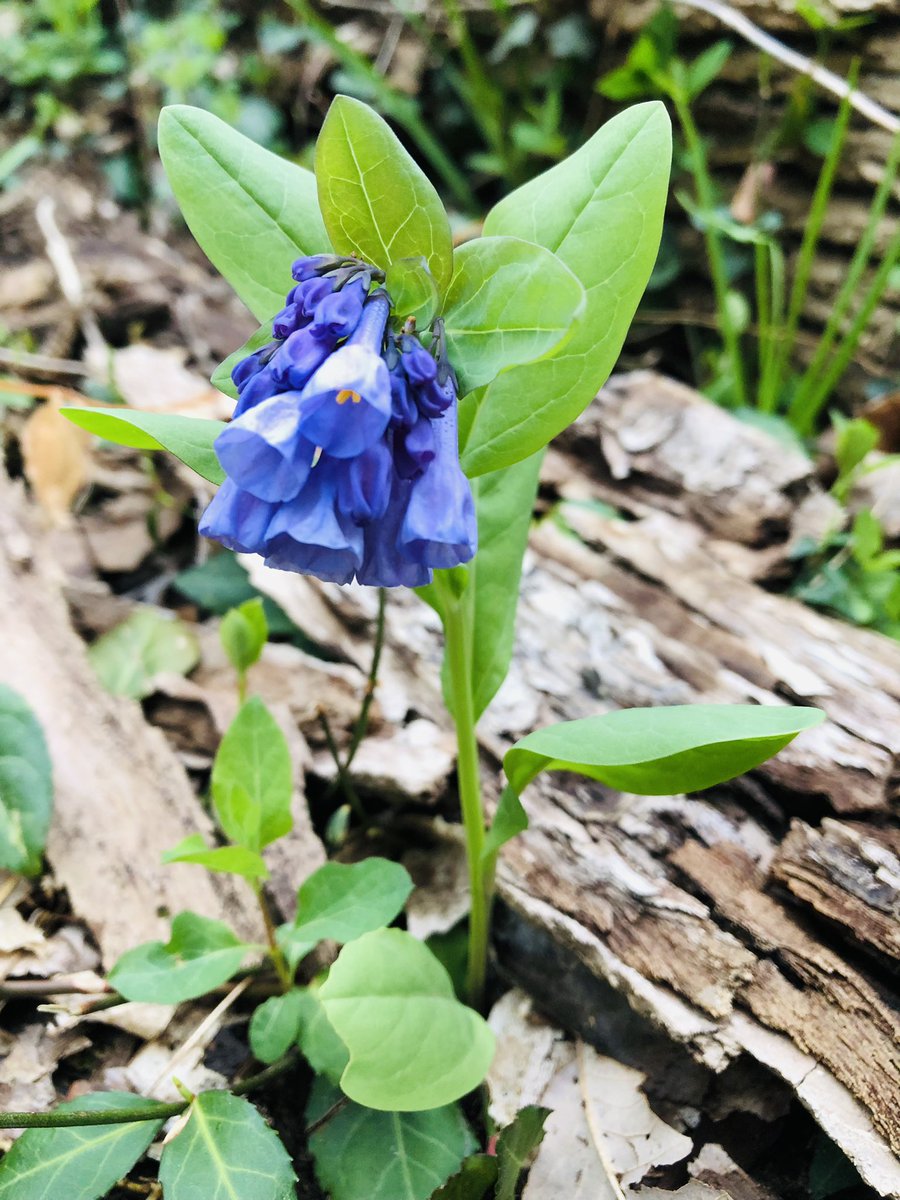 JonniLynch's tweet photo. I went on a hike for exercise but couldnβt get my heart rate consistently high enough because #look #springwildflowers #kentuckyspring https://t.co/z3tpOCs8yq