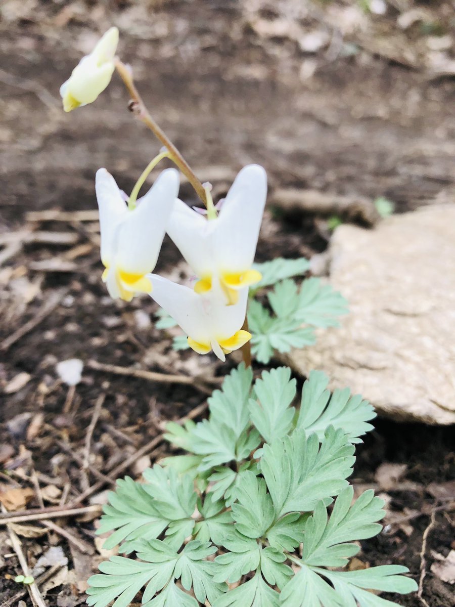 JonniLynch's tweet photo. I went on a hike for exercise but couldnβt get my heart rate consistently high enough because #look #springwildflowers #kentuckyspring https://t.co/z3tpOCs8yq