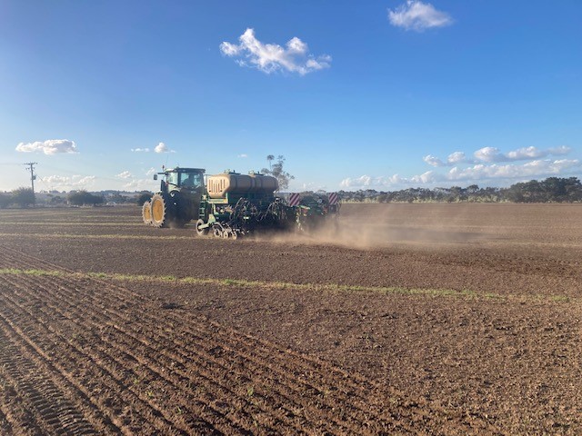 UMSeeds's tweet photo. Our Tassie Production Team sowing a new 44ha production field of UMS #Charlem Winter Active #Fescue with a 6M Great Plains Spartan triple disc drill on 18” row spacing. The wide rows will allow us to inter-row spray later in the year. #Production #Sowing #TasAg https://t.co/KyLtZ9hccK