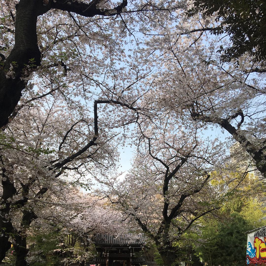 おはようございます😃
今日から4月突入ですね！
地元は桜満開です✨