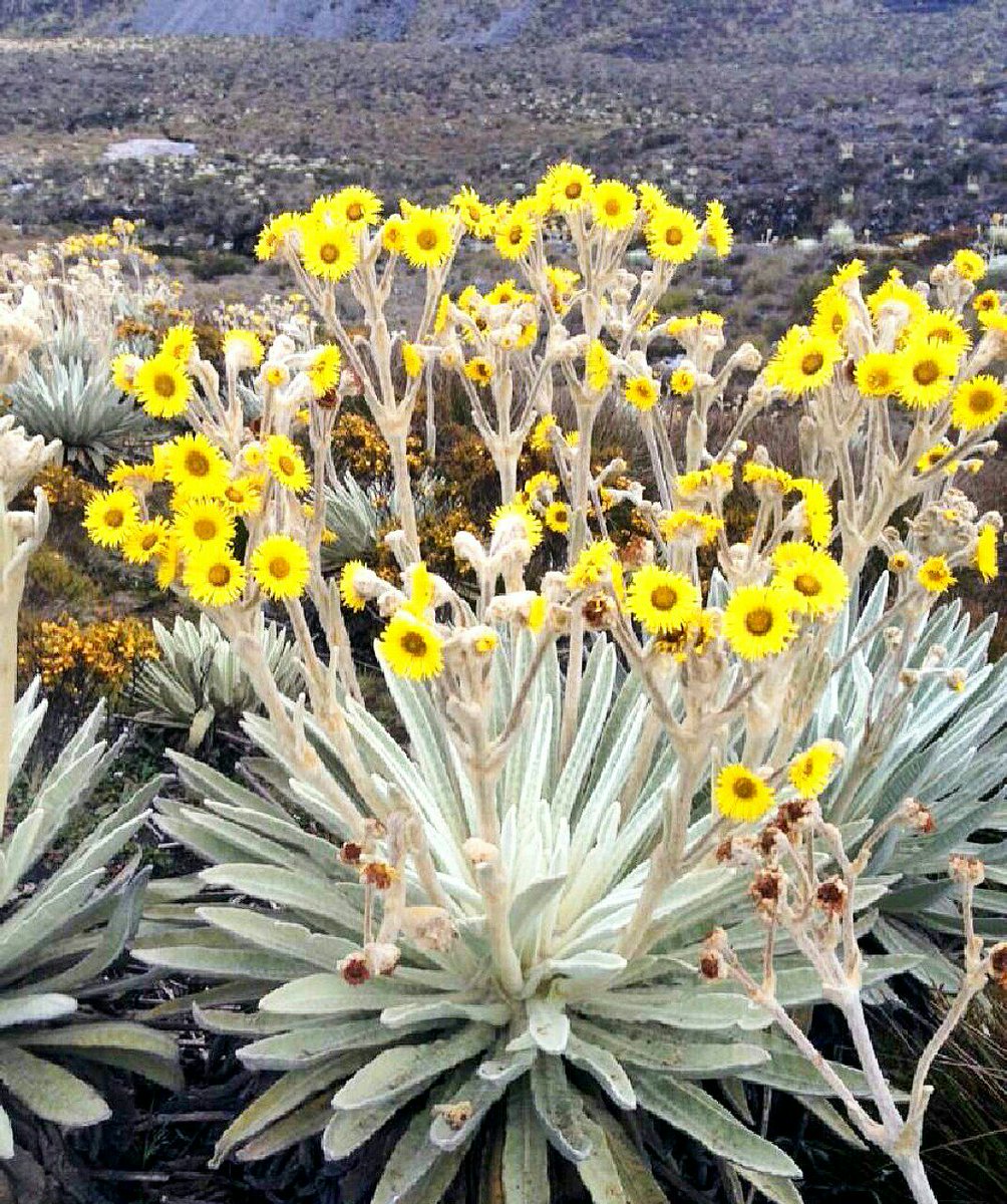 Corpoepa's tweet photo. FRAILEJON
#Espeletia, cuyos miembros son conocidos comúnmente como #frailejones, es una #planta d la familia de las #compuestas, en la q también se incluyen plantas como las #margaritas, el #girasol y el #Tabacote morado del #páramo. https://t.co/Lw2NEKPasg