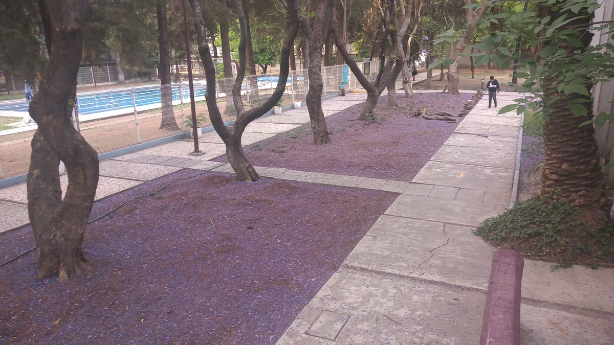 21_Ing_Delgado's tweet photo. #JacarandaChallenge
Tapete
Carrillon https://t.co/ogNJ7dFJxY