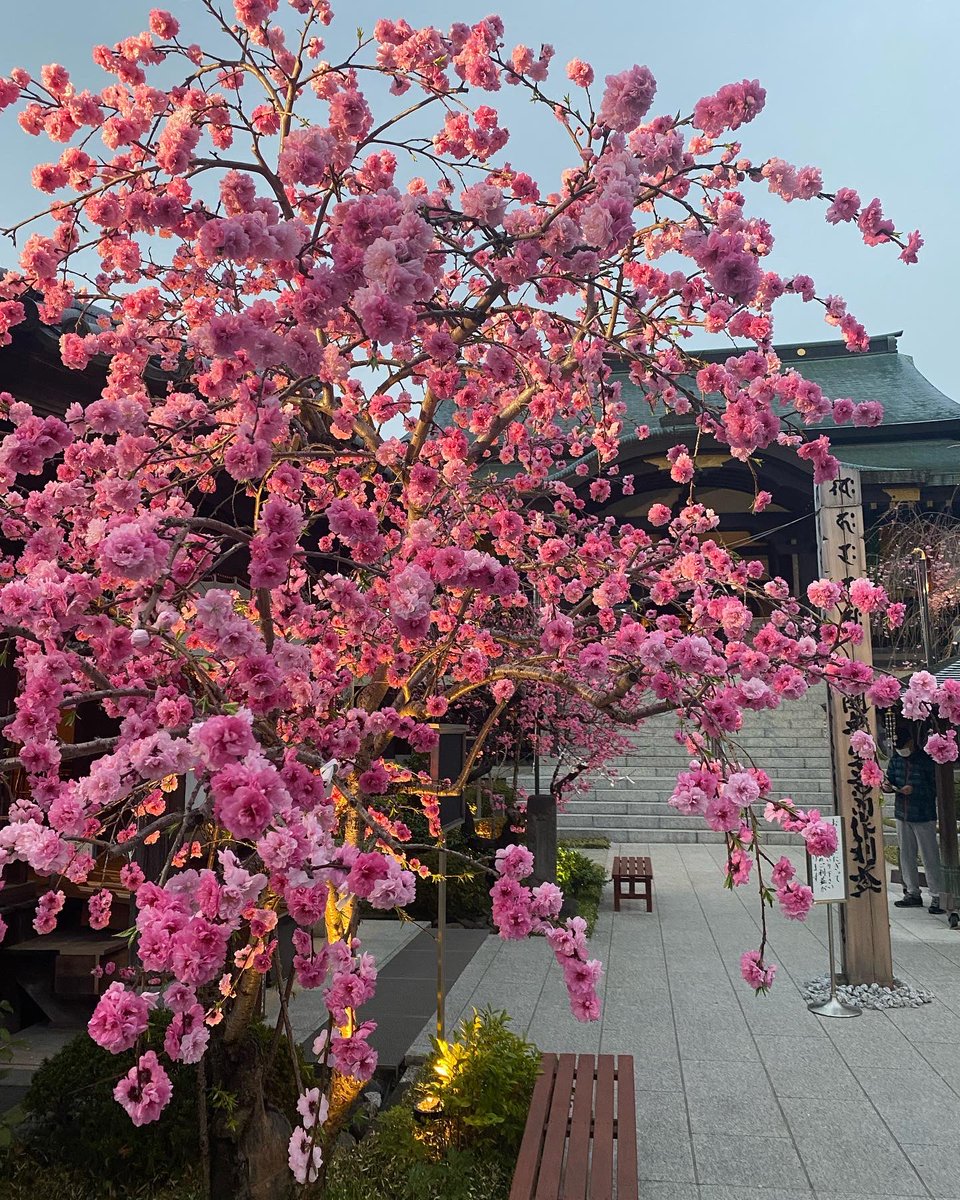 umenokijujo's tweet photo. おはようございます。
十条周辺お花見スポット🌸
板橋区蓮沼町にある南蔵院。
枝垂れ桜がキレイです！
#お花見2022 #十条カフェ https://t.co/p5aXpQvH0K