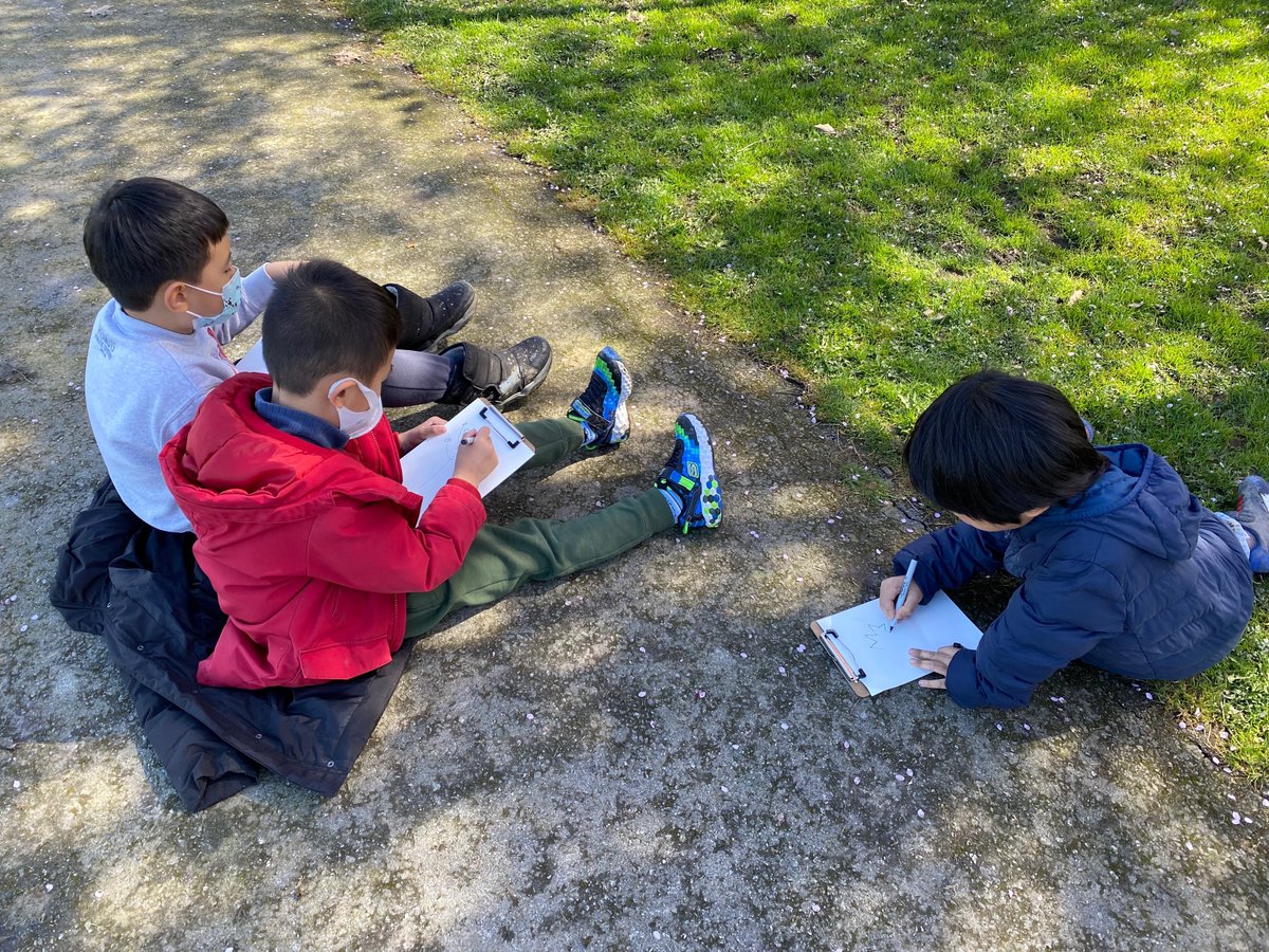 Students in Div.5, 12 &amp; 13 had a chance to visit Cherry Blossom Lane and look closely at the cherry blossoms that have been blooming around our school! <a href="/petitsgriffons/">Petits Griffons</a>