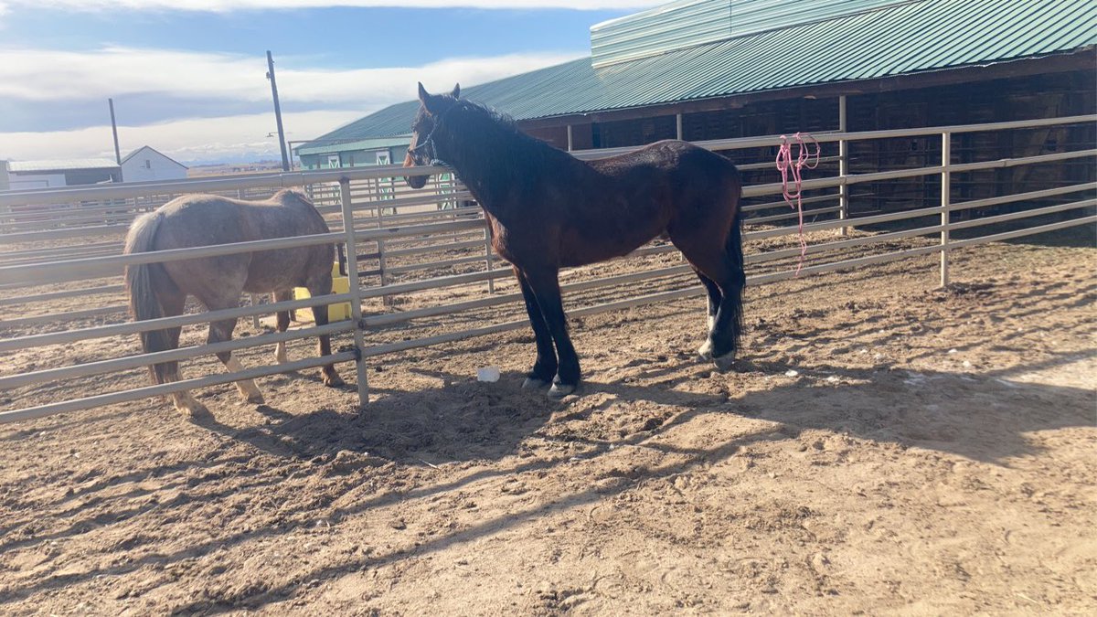 New horse. 'Shaq', he's a 4 yr old draft cross reject bucking horse.