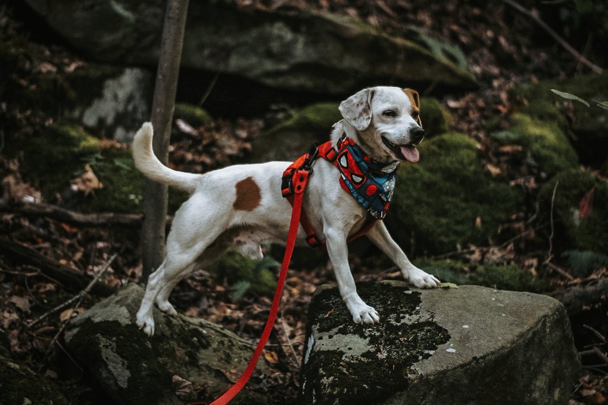 Appalachian Paws tweet media